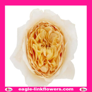 Effie – David Austin
