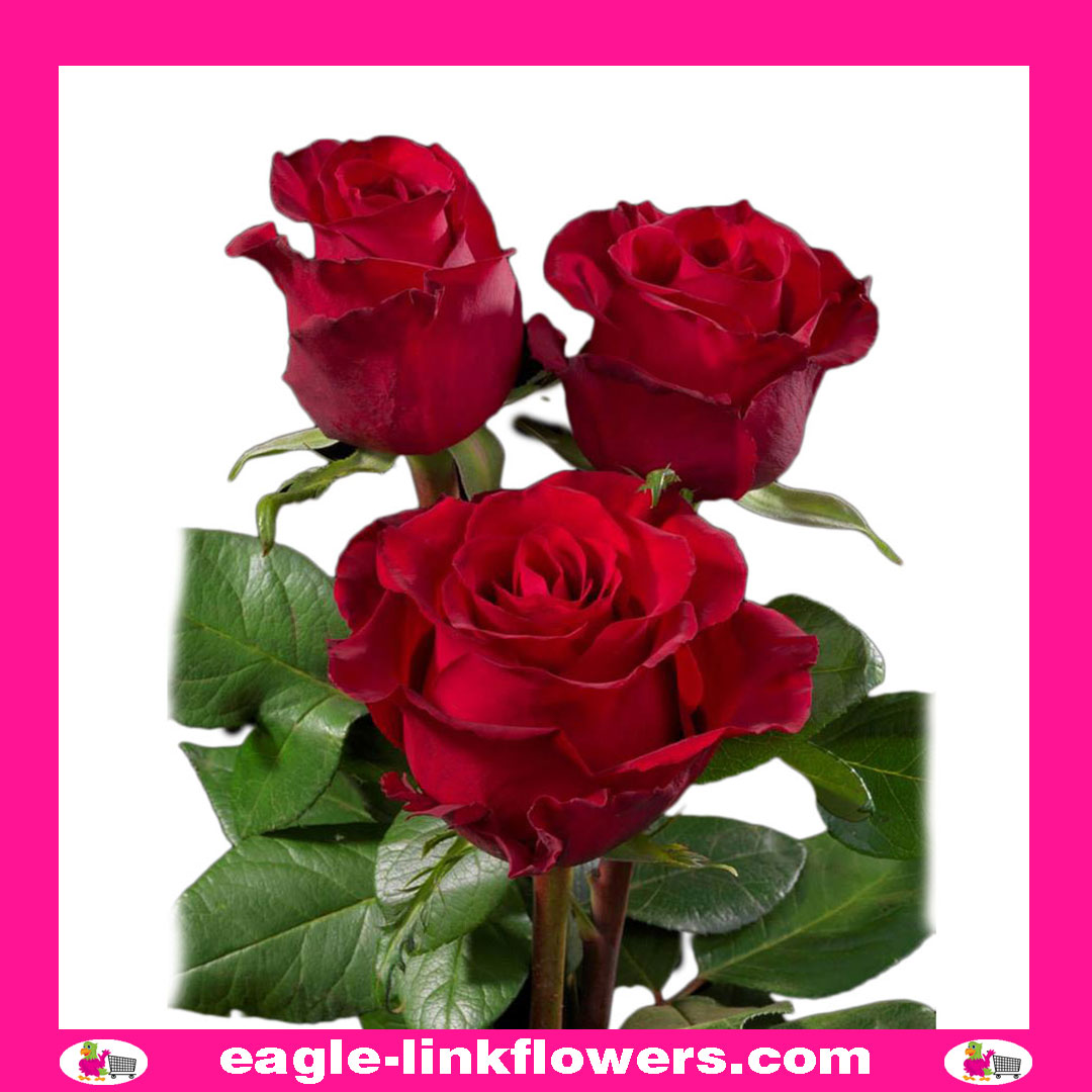 Ever Red - Premium Roses