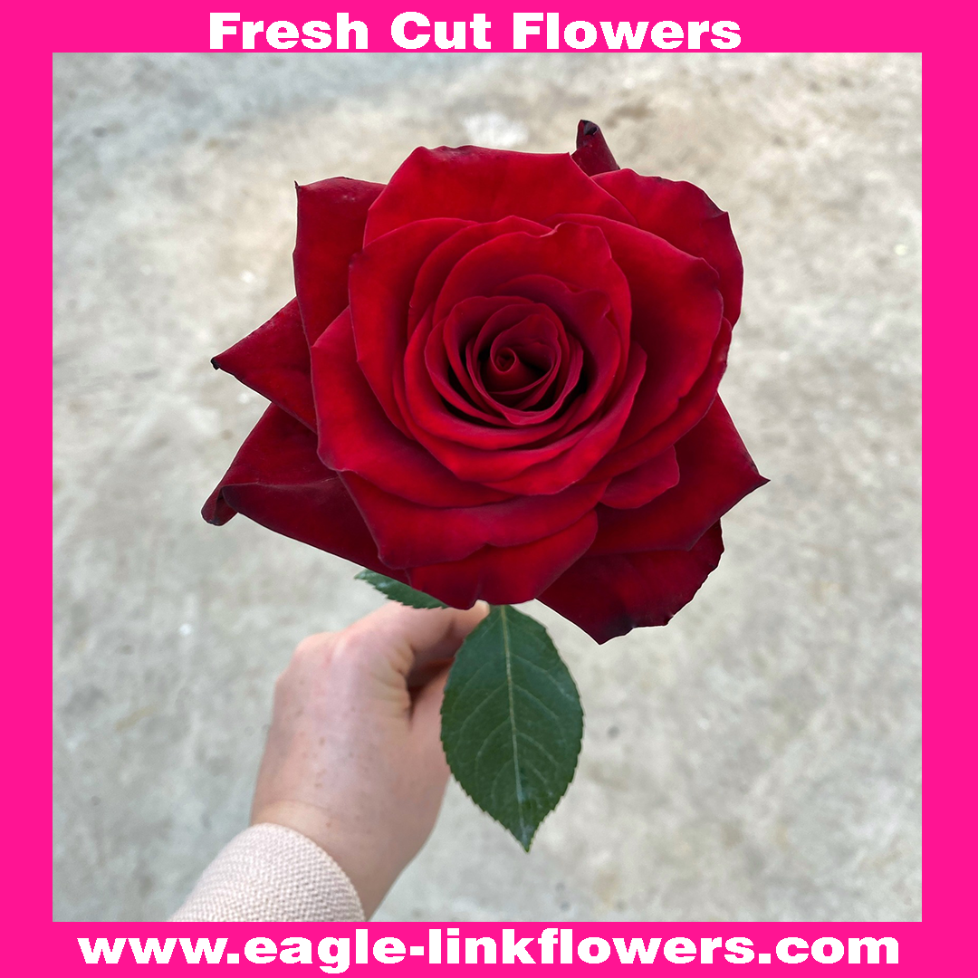 Explorer - T-Hybrid Roses