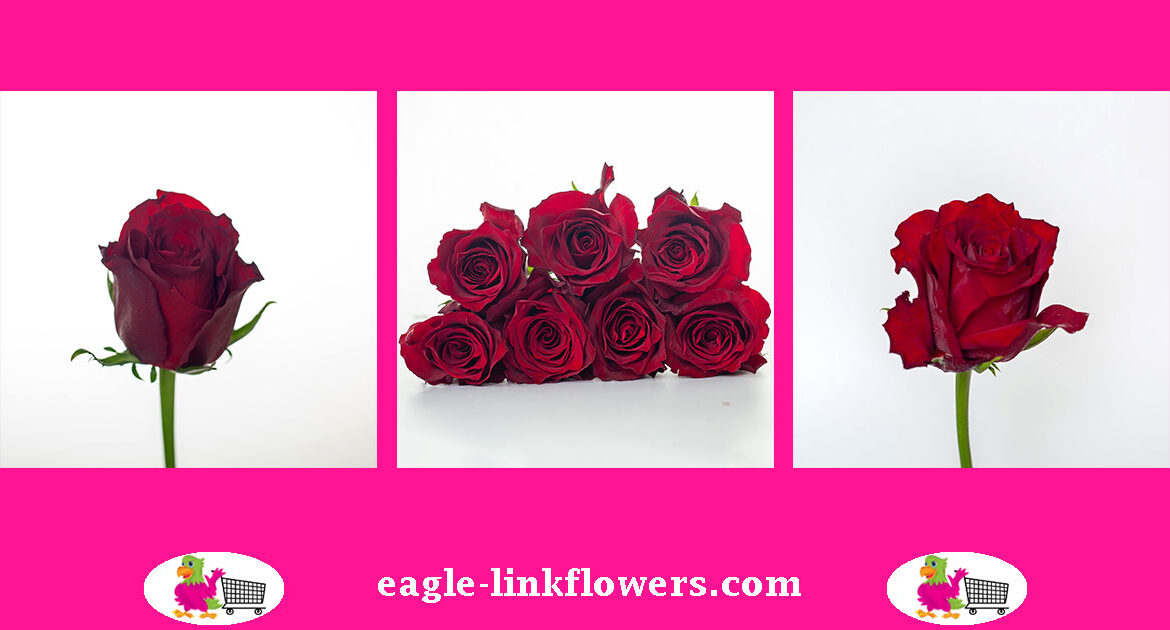 Explorer-red-rose