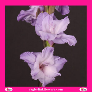 Gladiolus Lilac Purple