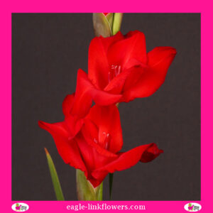 Gladiolus Red
