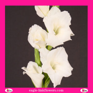 Gladiolus White