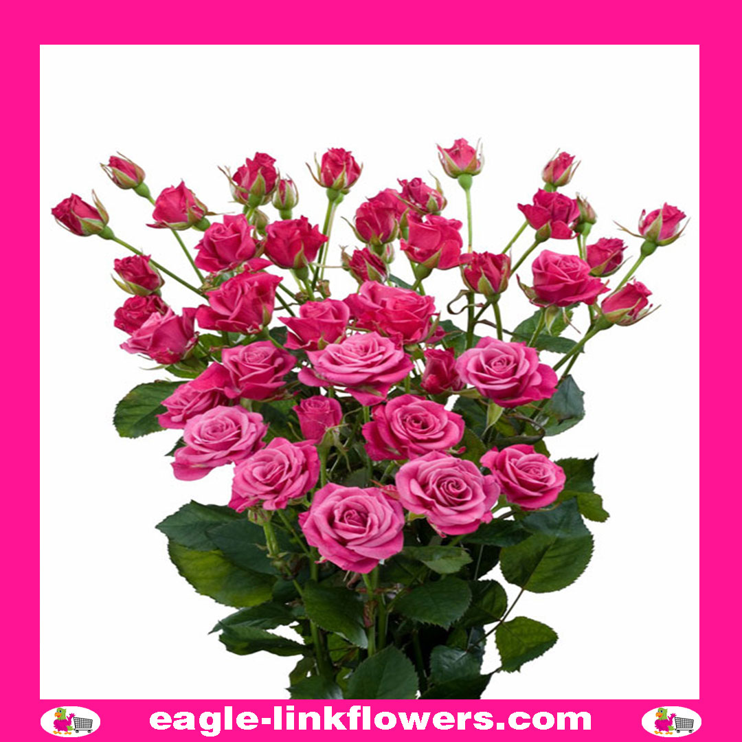 Velaux Spray Roses Glorious – Regular Spray Roses - Eagle-Link Flowers
