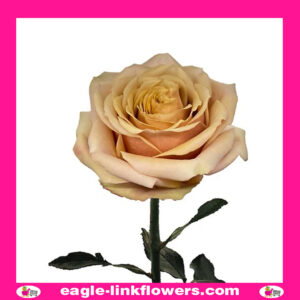 Golden Mustard - Garden Roses
