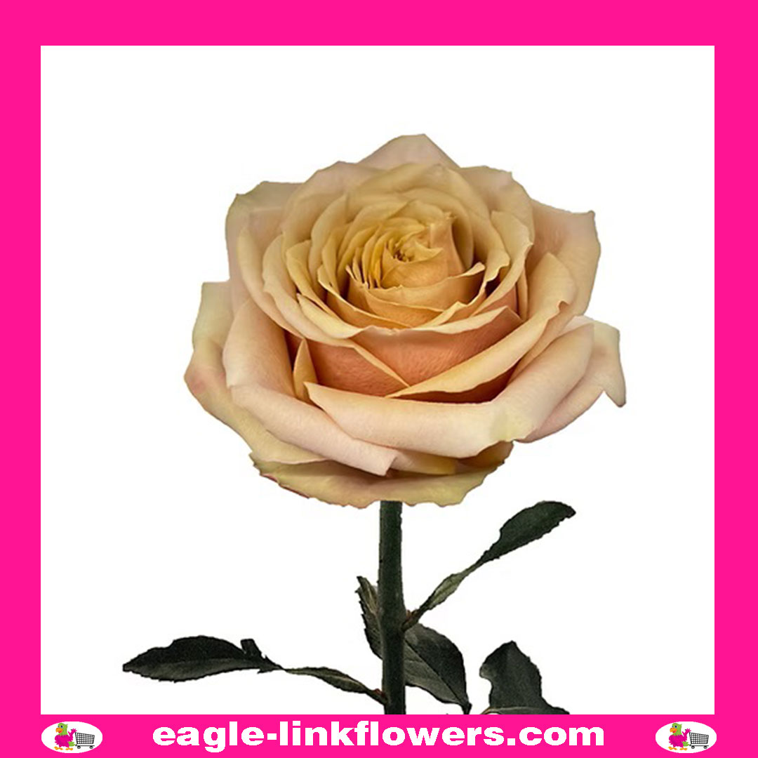 Golden Mustard - Garden Roses
