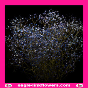 Dyed Gypsophila Blue