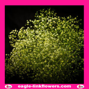 Dyed Gypsophila Green