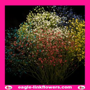 Dyed Gypsophila Mix