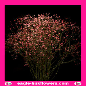 Dyed Gypsophila Pink
