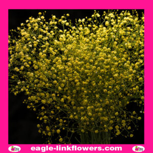 Dyed Gypsophila Yellow