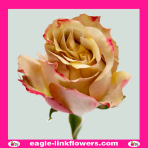 Honey Colorama - Garden Roses