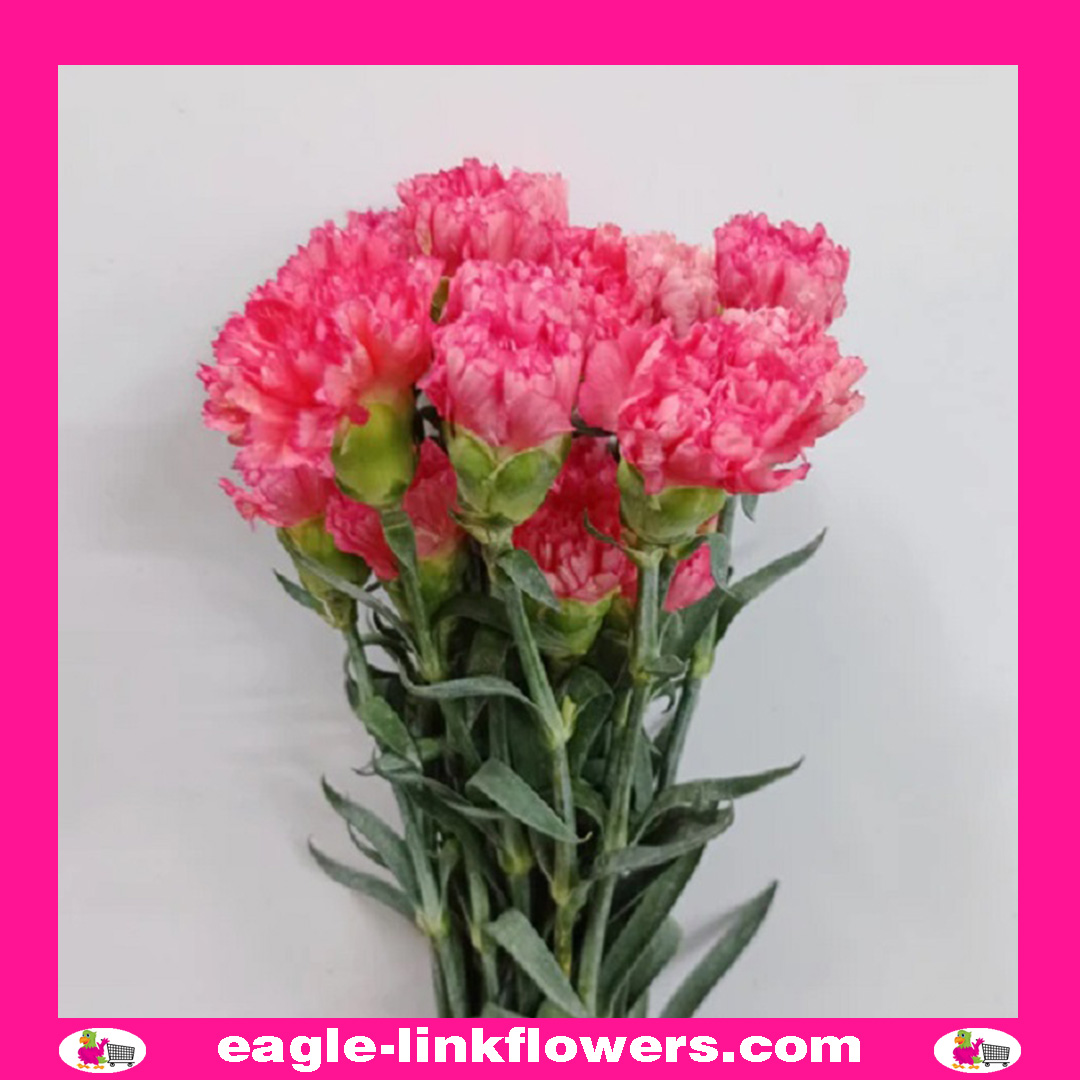 Hot Pink Standard Carnation