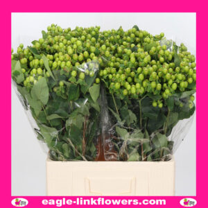 Hypericum magical green