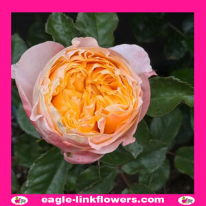 Imagine - Garden Roses