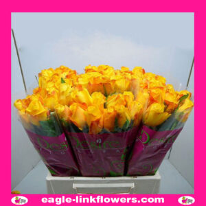 Intense – Intermediate Roses
