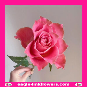 Japanese Tale - Garden Roses
