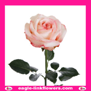 Joyce - Garden Roses
