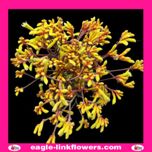 Kangaroo paw gold fever – Anigozanthos