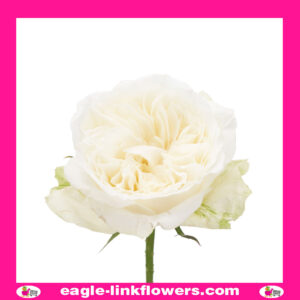 Lady Forte - Garden Roses