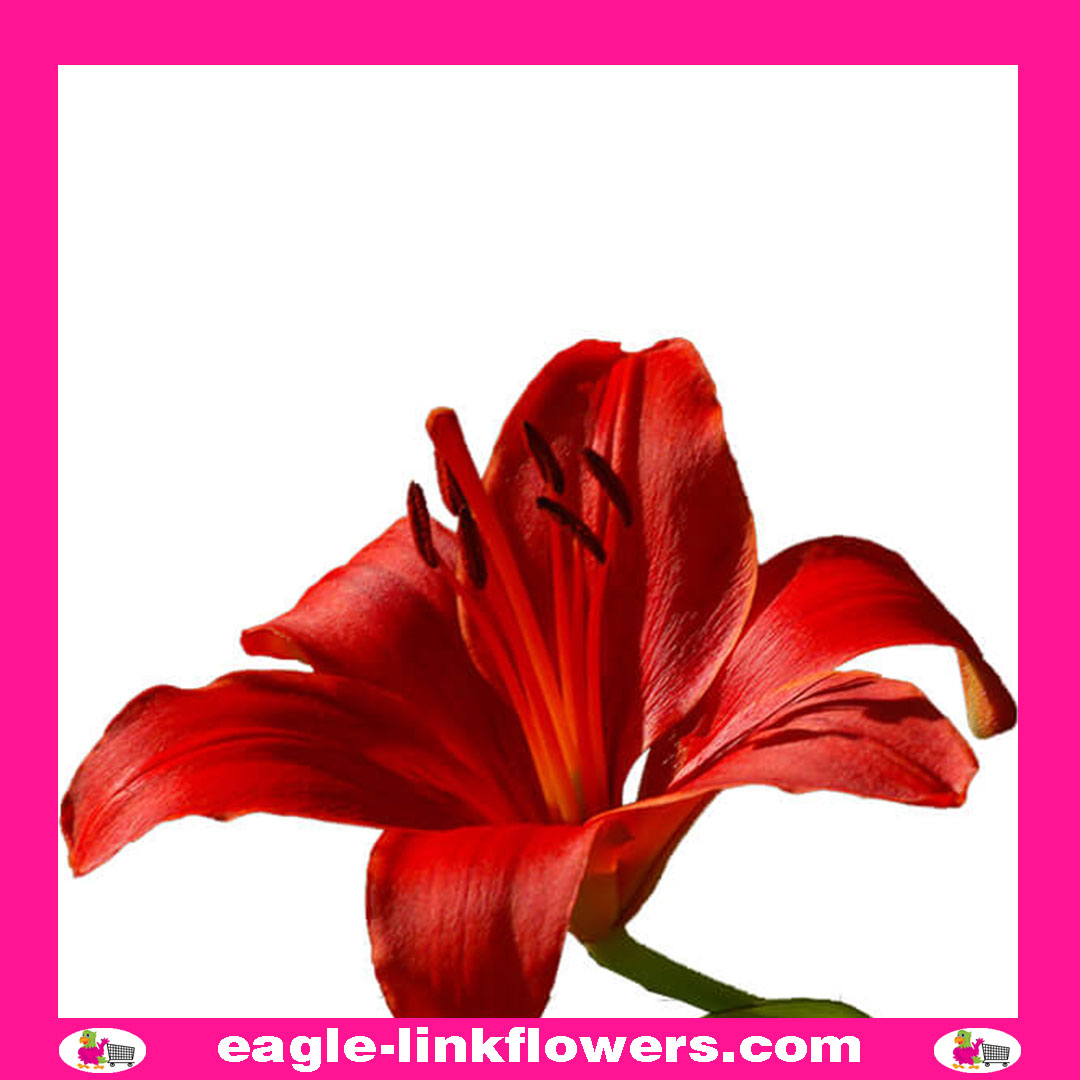 Asiatic Lily Red