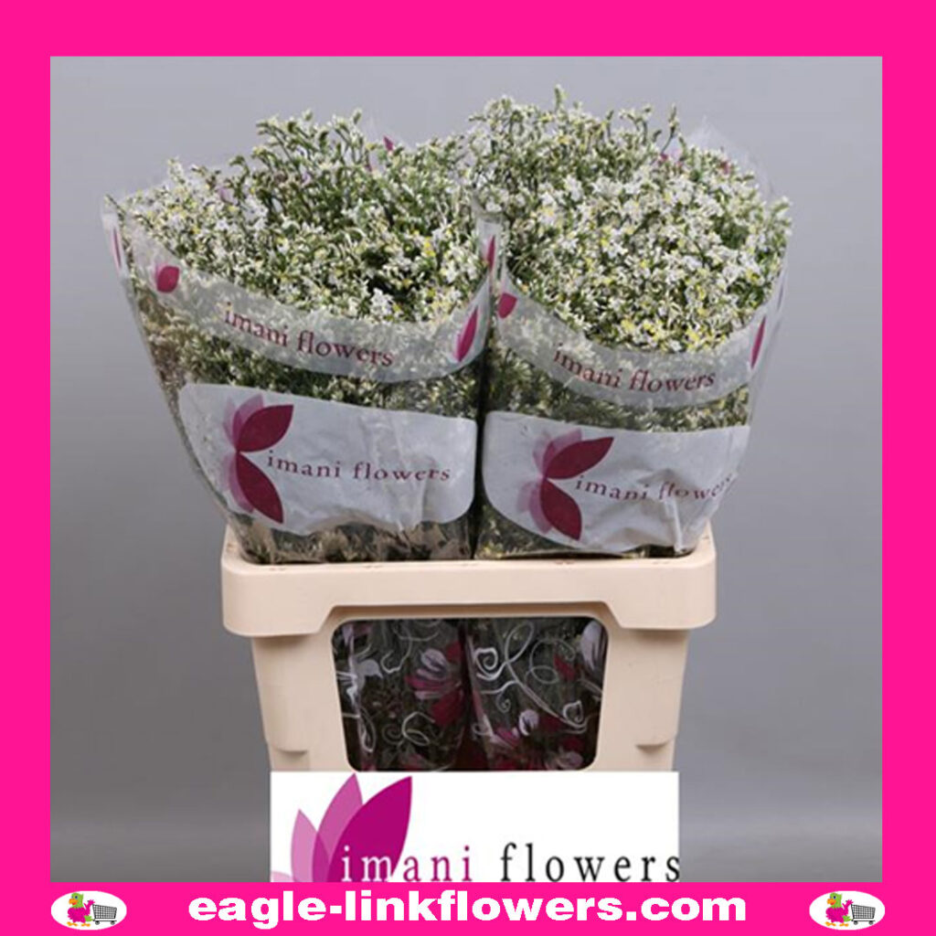 Limonium China White