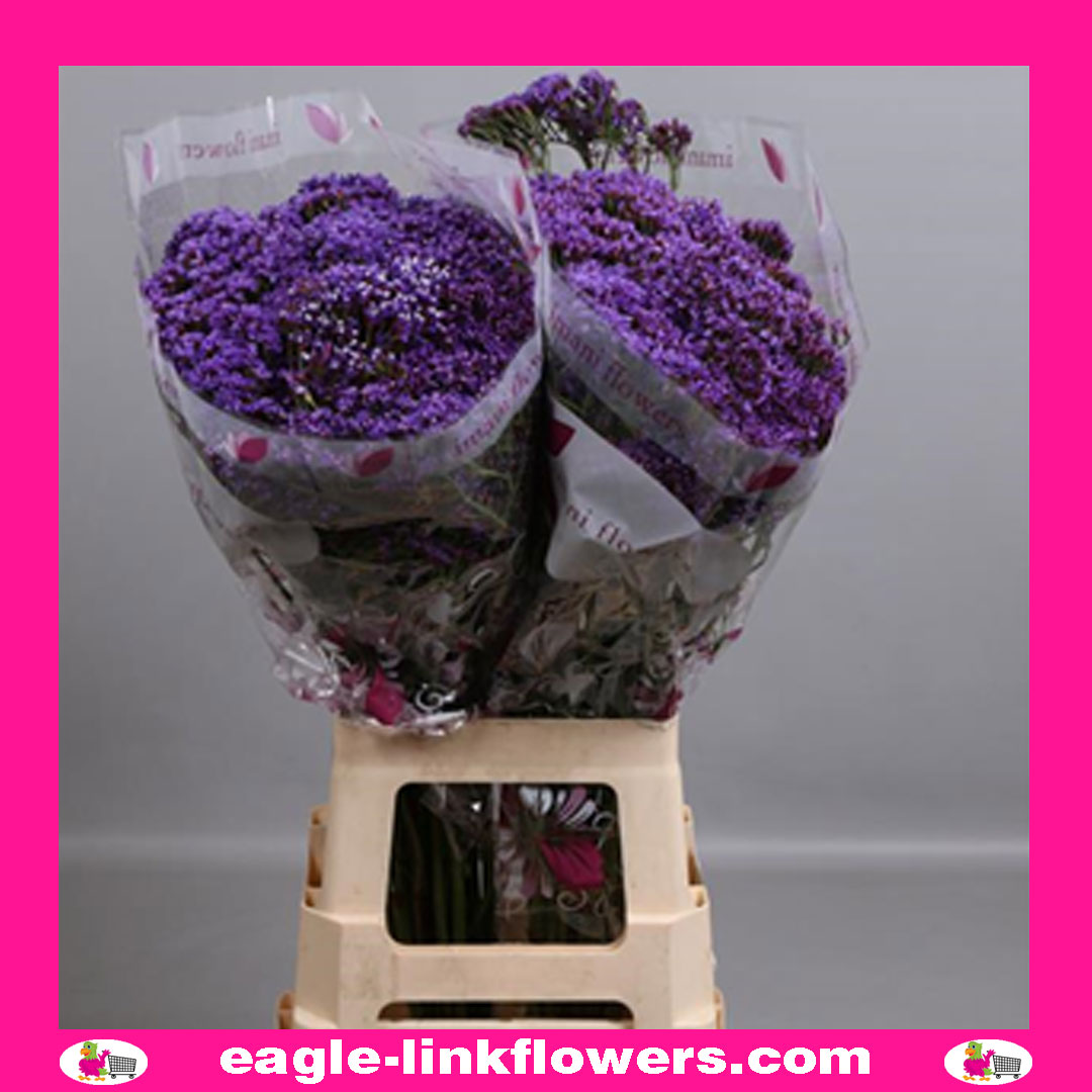 Limonium Perezii
