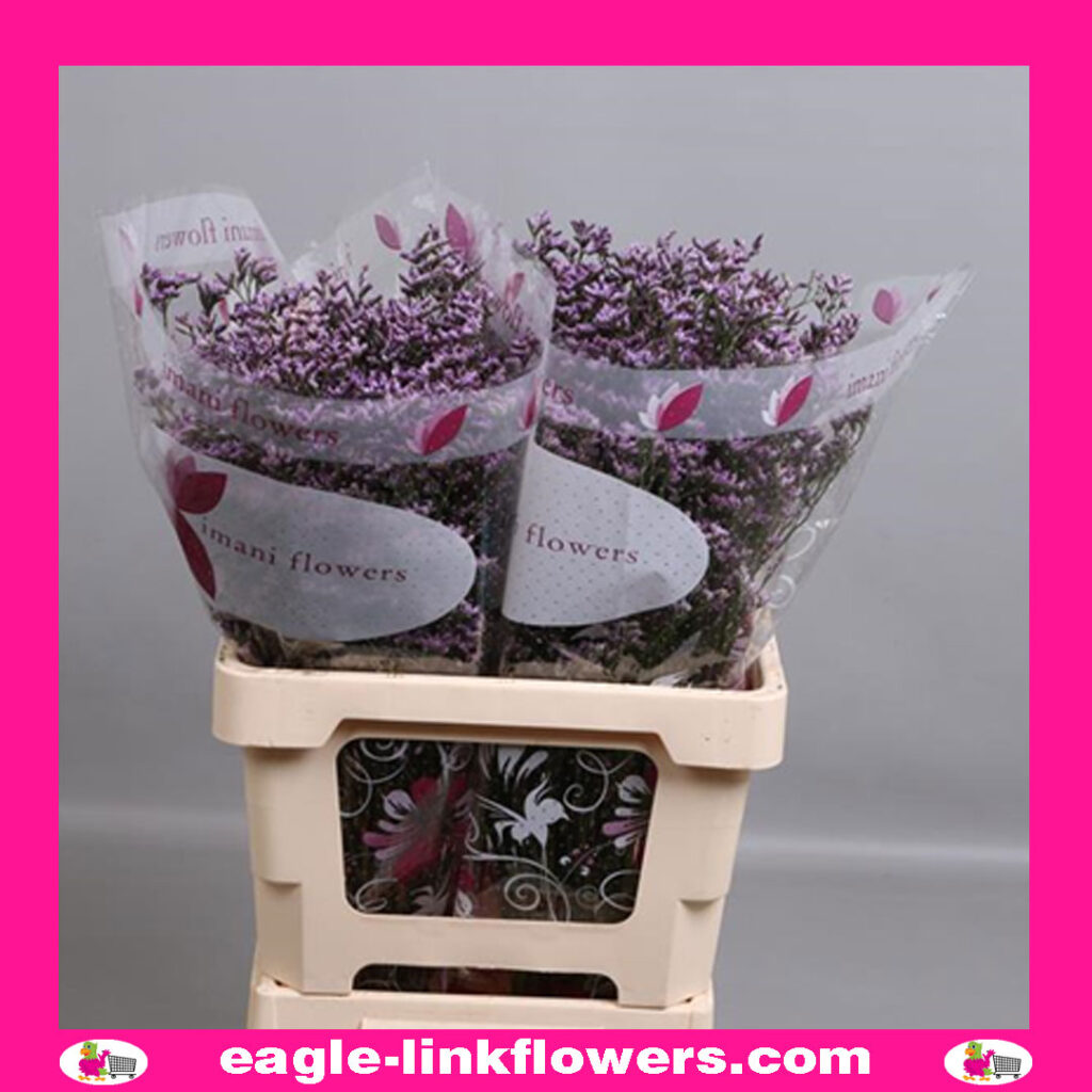 Limonium Safora Lilac