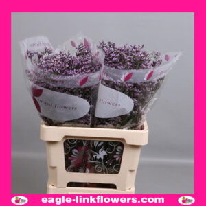 Limonium Safora Lilac