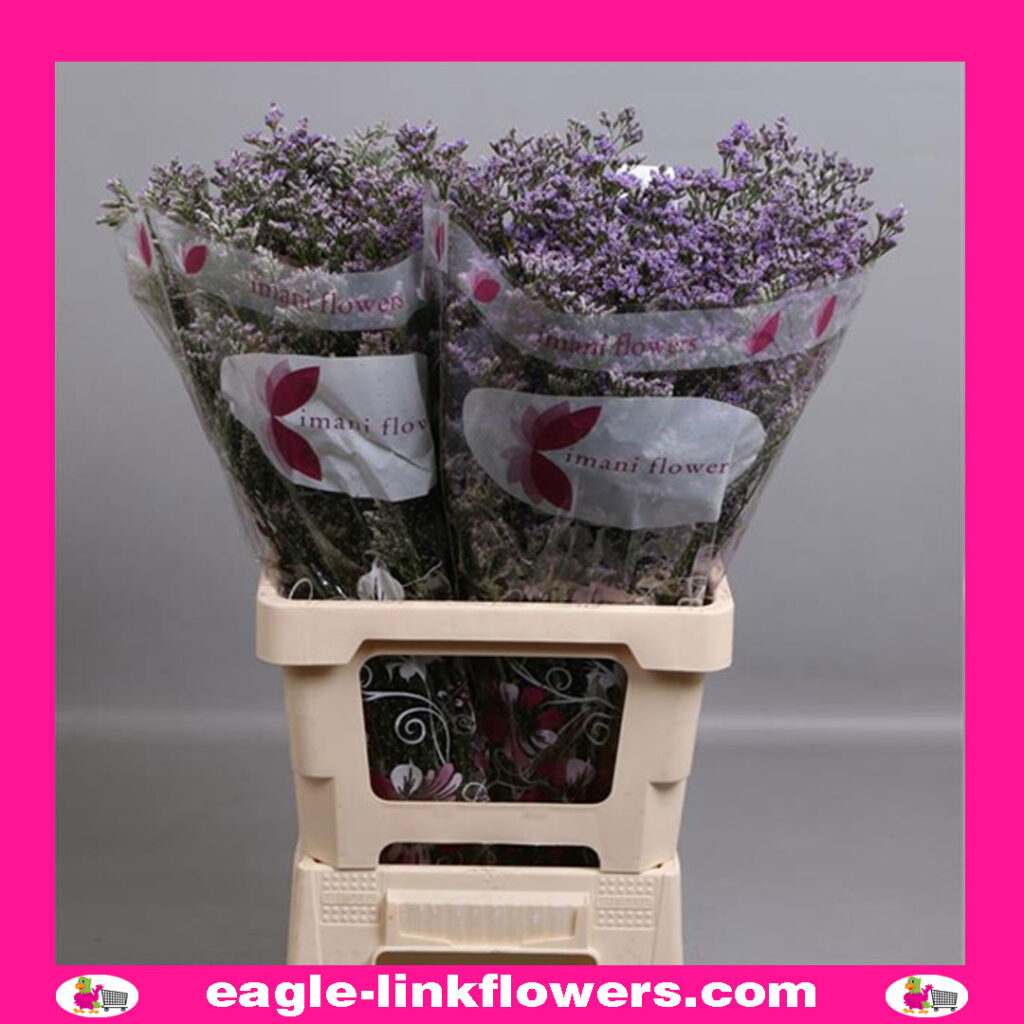 Limonium Skylight