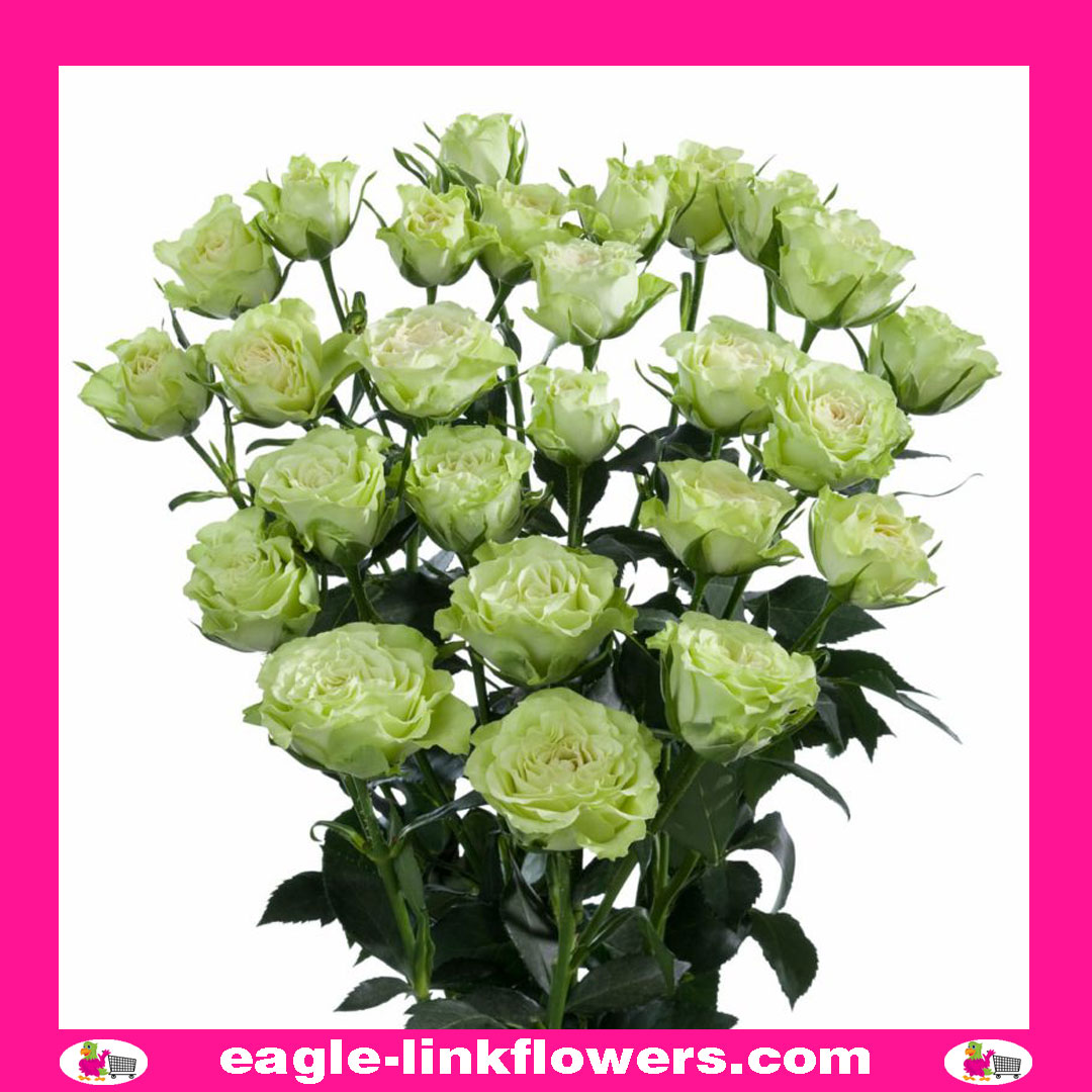 Luviana – Premium Spray Roses