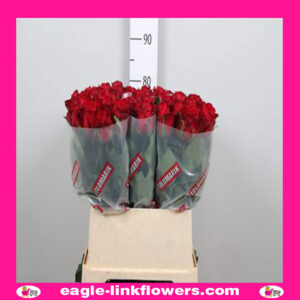 Madam Red – Intermediate Roses
