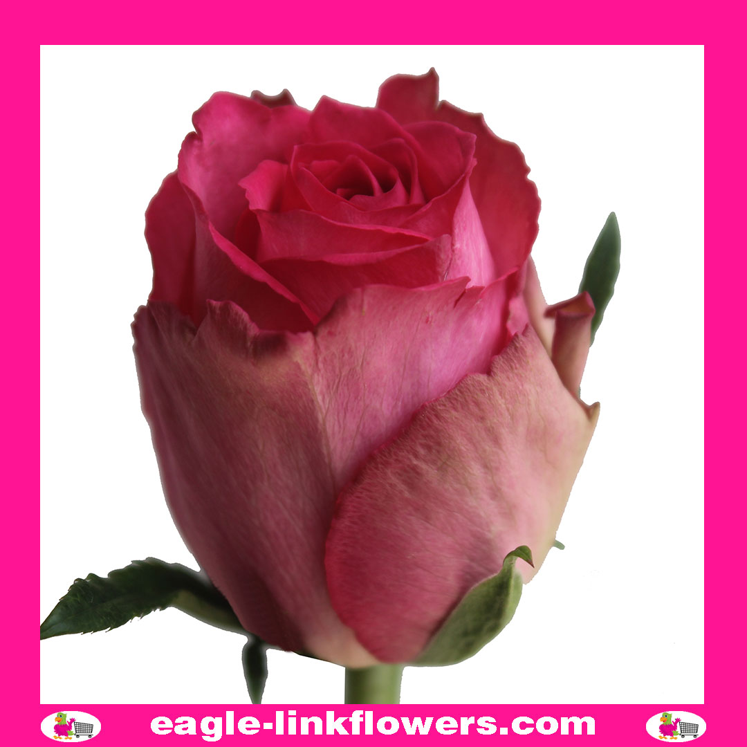 Madam Pink – Premium Roses