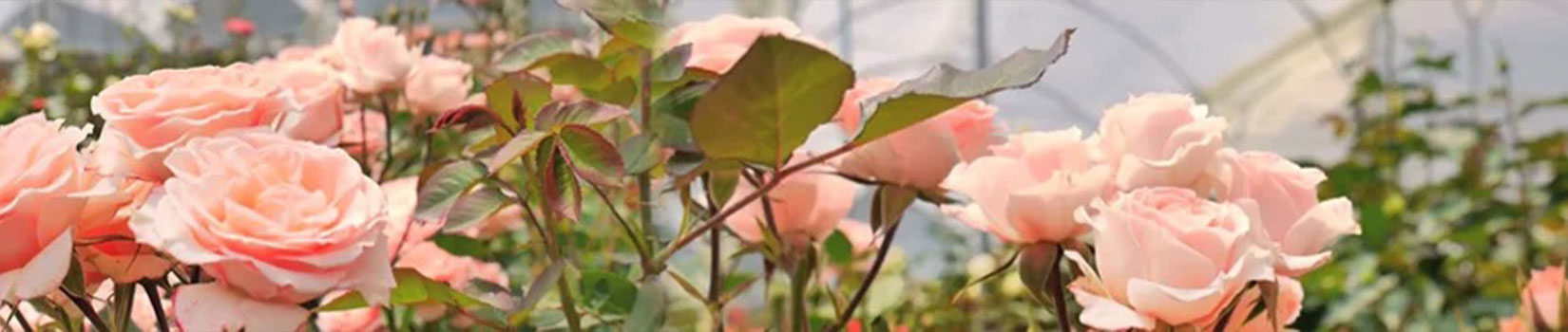 Magana Flowers