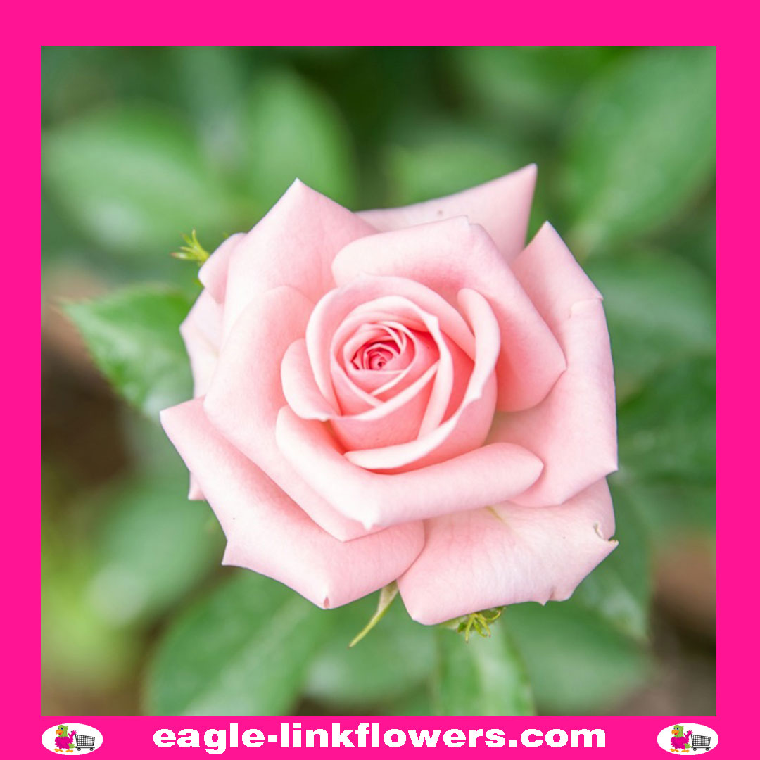 Magic Avalanche – T-Hybrid Roses