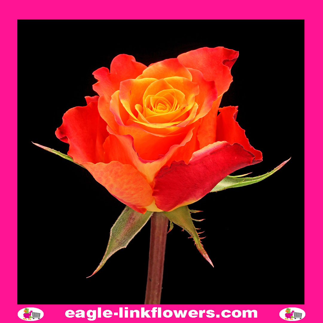Super Premium Roses Mariyo Rose – Premium Roses - Eagle-Link Flowers