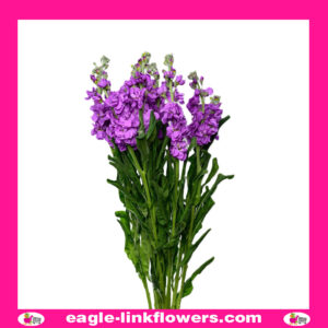 Matthiola Purple