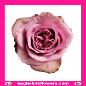Montmartre - Garden Roses