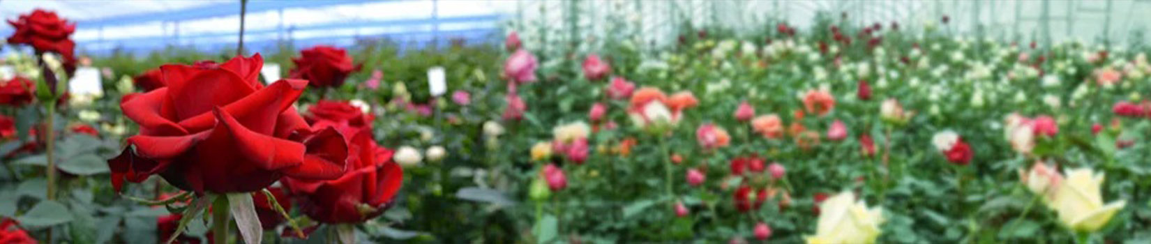 Mosi Flowers