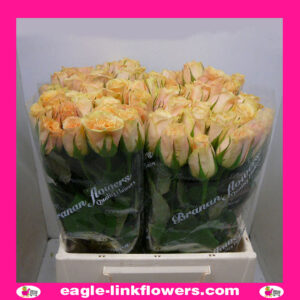 Mylo – Intermediate Roses