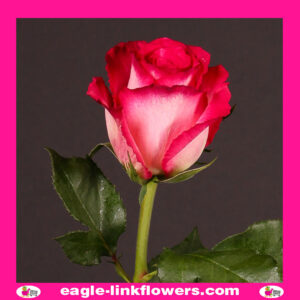 Nicolletta – Premium Roses