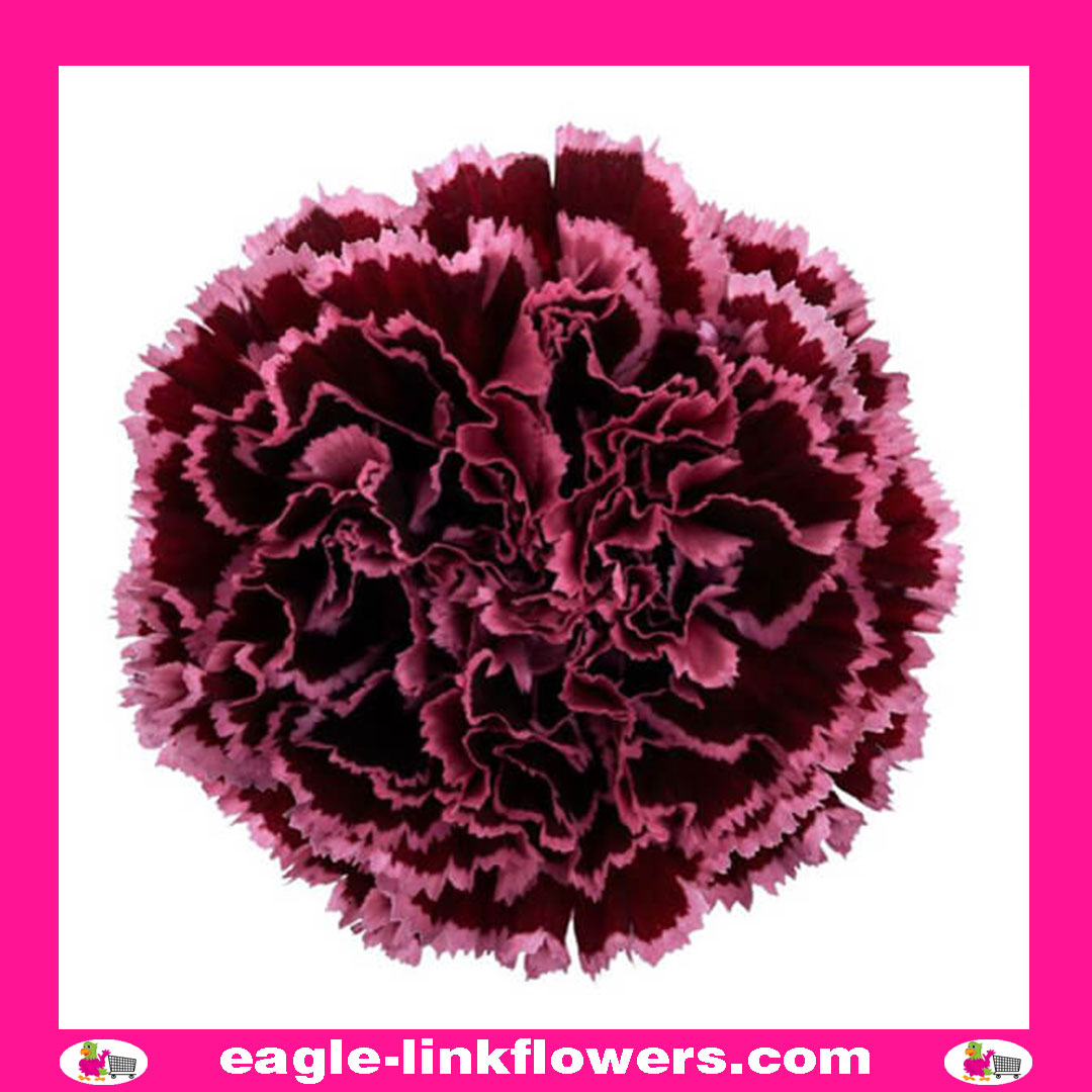 Burgundy Standard Carnation