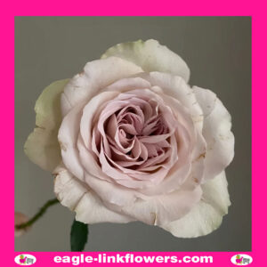 Notre Dame - Garden Roses
