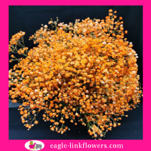 Dyed Gypsophila Orange