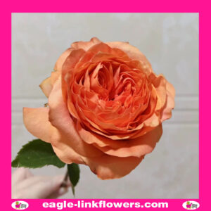 Orbit - Garden Roses