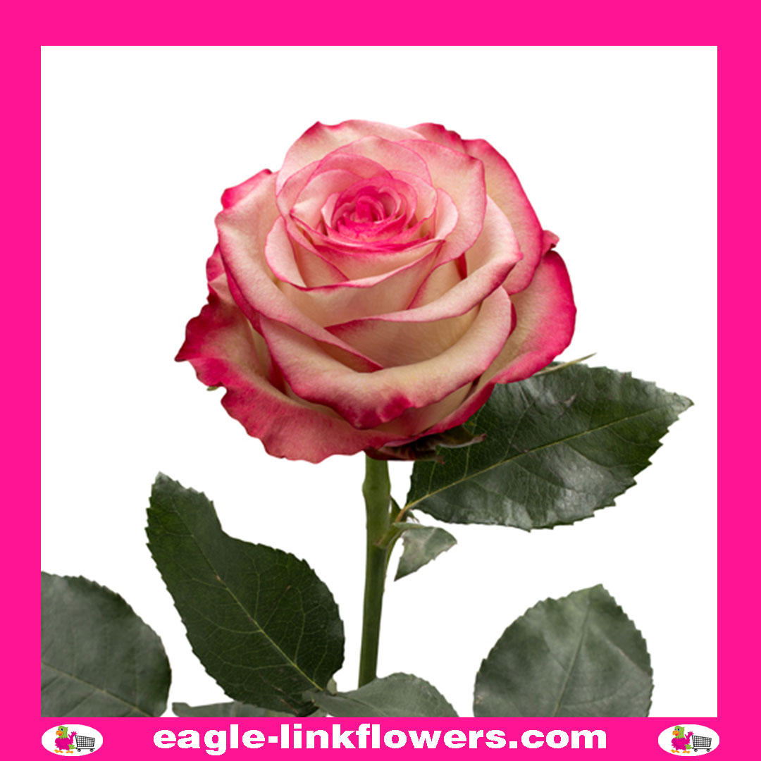 Paloma – Premium Roses