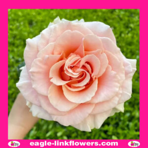 Paul Ricard - Garden Roses