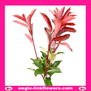 Photinia
