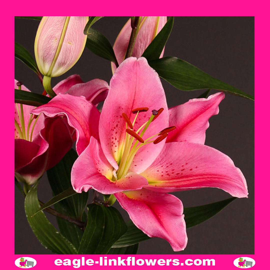 Oriental Lily Pink
