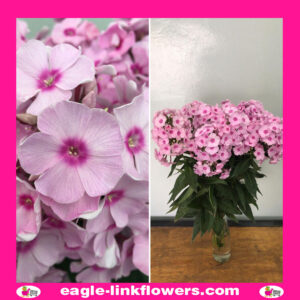 Pink Phlox